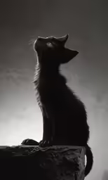 a black and white photograph of a cat on a rock