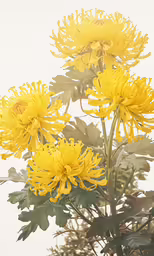 the yellow flowers on the tall, slender branch look like they have just been bloomed