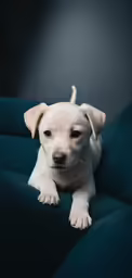 a small white puppy laying on top of a sofa