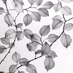 a plant with many leaves on it