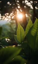 green leaves, bright sun and trees at the bottom