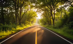 a road in the woods with trees on both sides of it