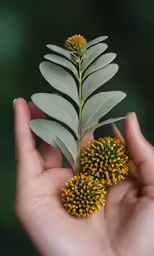 a plant with very small yellow flowers in someones hand