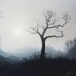 a lone tree with fog in the background