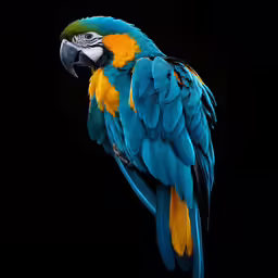 an adult blue and yellow macaw perched on a branch