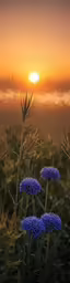 there are some flowers in front of the setting sun