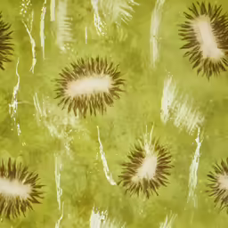 the water that is green and has spiky green algae