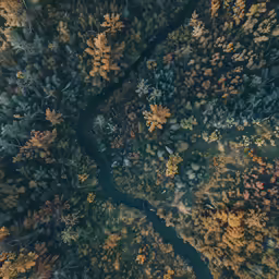 a forest filled with lots of trees and dirt