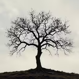 an old oak tree standing on top of a hill