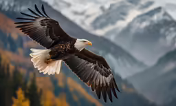 a bald eagle is soaring in the sky
