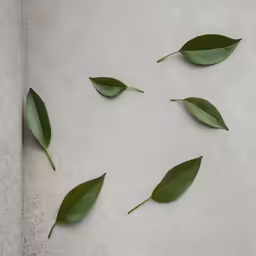 four leaves and three petals lying on a concrete surface