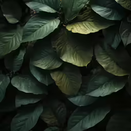 close up view of some green leaves in the evening light