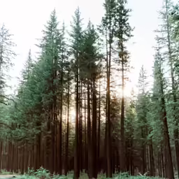 a forest filled with lots of tall green trees