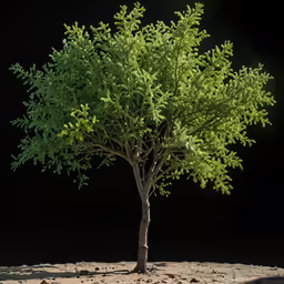 this is a green tree in the sand