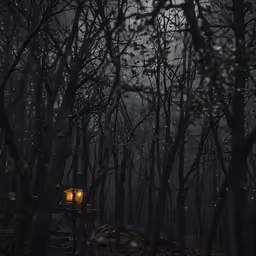 the night has just fallen into the woods, and a flashlight shines brightly in the dark