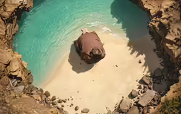 an animal that is laying down in some water