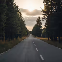 a long road that goes to a forest lined by tall trees