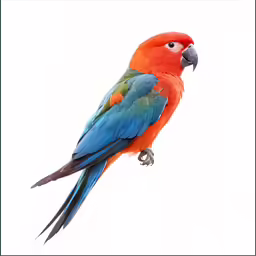 an orange and blue parrot perches on a tree branch