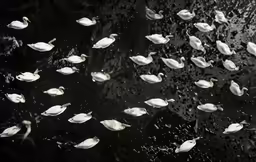 white birds flying and floating in the rain