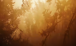 close up of trees as sun comes through