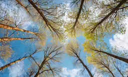 the trees are beginning to be taller than most