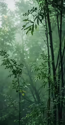 the view of a bunch of green plants with fog