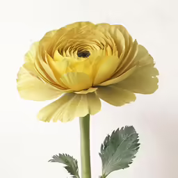 large yellow flower sitting next to a green stem