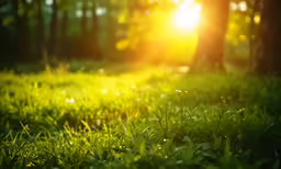 green grass and the setting sun in the woods