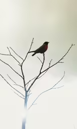 there is a bird that is standing on a tree