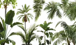 a bunch of green trees that are on the ground