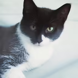 the cat is looking at someone