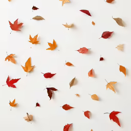 several falling leaves are sitting on the white surface