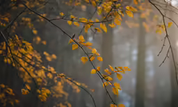 a branch of tree with yellow leaves in the foreground