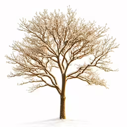 a tree in the snow on a snowy day