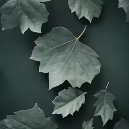 two leaves that are laying on a table