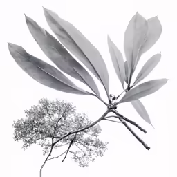 a tree branch with large leaves in black and white