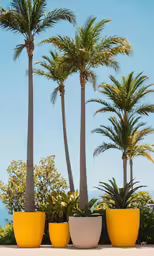 the three large potted trees in the middle of the garden