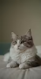 a gray and white cat on top of a bed