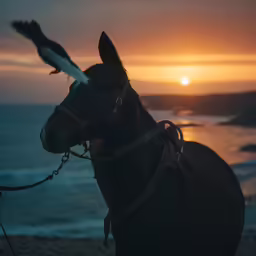 a horse on the beach at sunset with an eagle on the back of it
