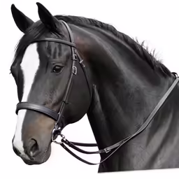 a close up of a horse in front of a white background