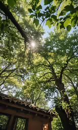 a hut is shown under the tree on a sunny day