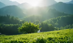 green pasture with trees and green mountains in the background