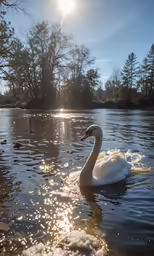 a white swan on a lake with the sun shining