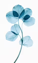 a plant that is leaf shaped with blue leaves on it