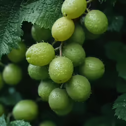 small green berries growing on a tree covered in rain