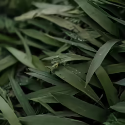 the top half of a green plant with water drops