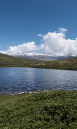 the green grass near the body of water