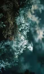 a tree with lots of snow on top and other branches