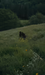 an adult bear standing in the middle of a field