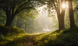 the sun is shining down through the trees and grass
